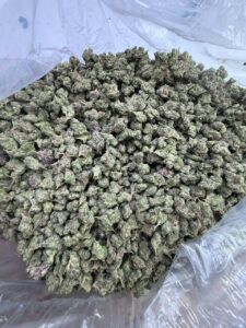 Gelato S1 Small gelato s1 small