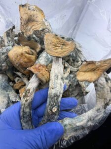 Makilla Gorillas Mushroom makilla gorillas mushroom