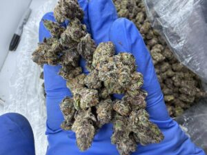 exotic candy strain