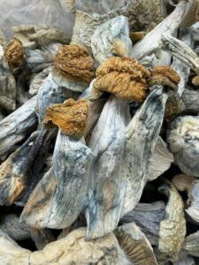 Penis Envy Mushrooms penis envy mushrooms