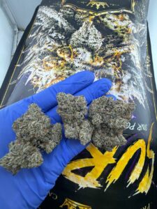 Surray Strain surray strain