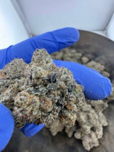 Surray Strain surray strain