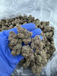 Pink Star Burst Strain pink star burst strain