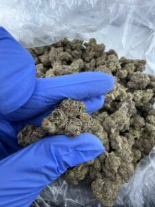 Pink Star Burst Strain pink star burst strain