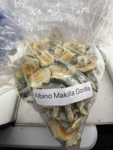 Albino makilla gorilla albino makilla gorilla