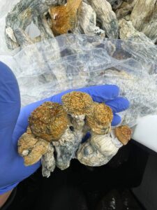 hill billys mushrooms