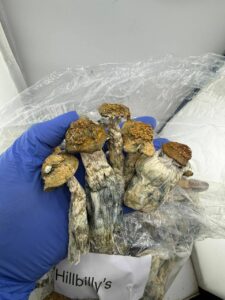 hill billys mushrooms