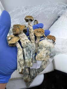 hill billys mushrooms
