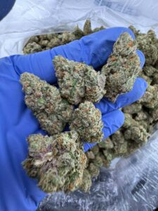 lemon cherry gators strain