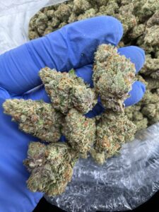 lemon cherry gators strain