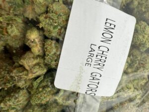 lemon cherry gators strain