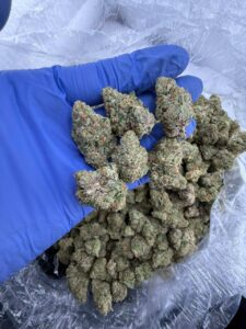 lemon cherry gators strain