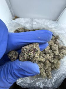 obama runtz strain