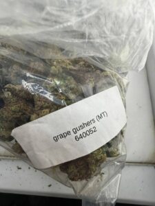 grape gushers strain