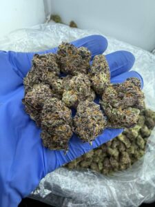 grape gushers strain