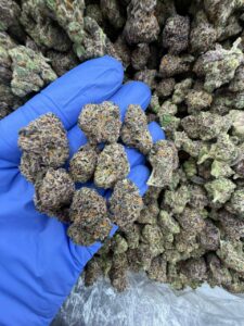 grape gushers strain