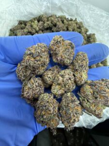 grape gushers strain