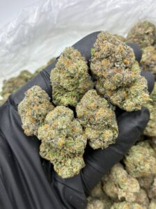 Jully Donut Indoors Strain jully donut indoors strain