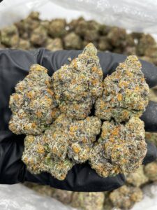 Area 41 Strain area 41 strain
