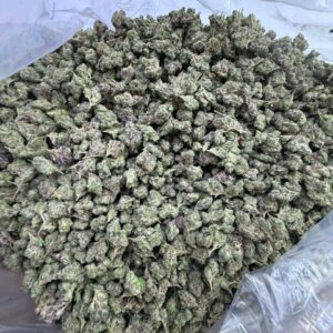 gelato s1 small