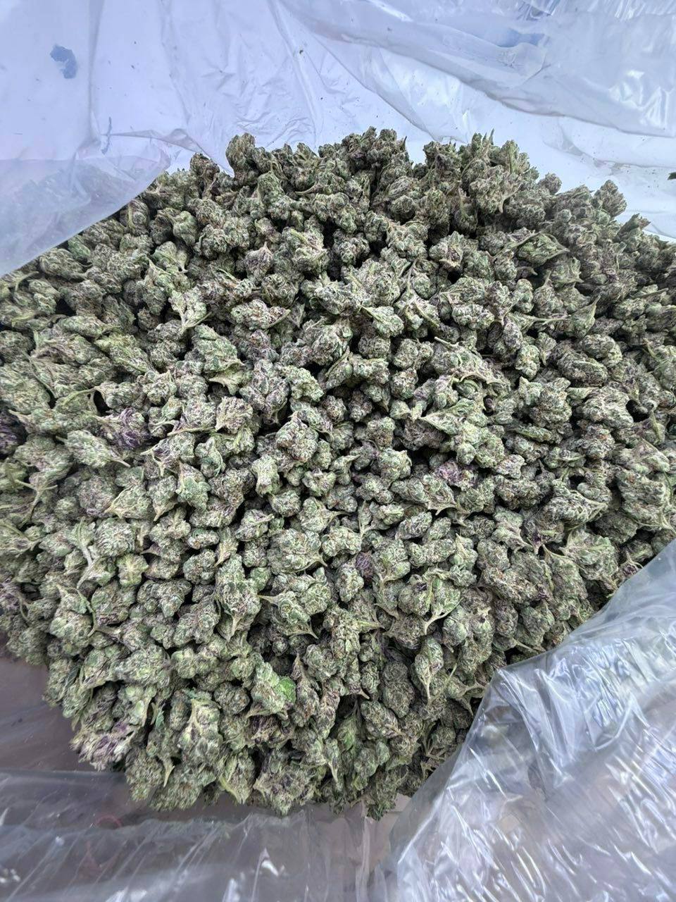 gelato s1 small gelato s1 small