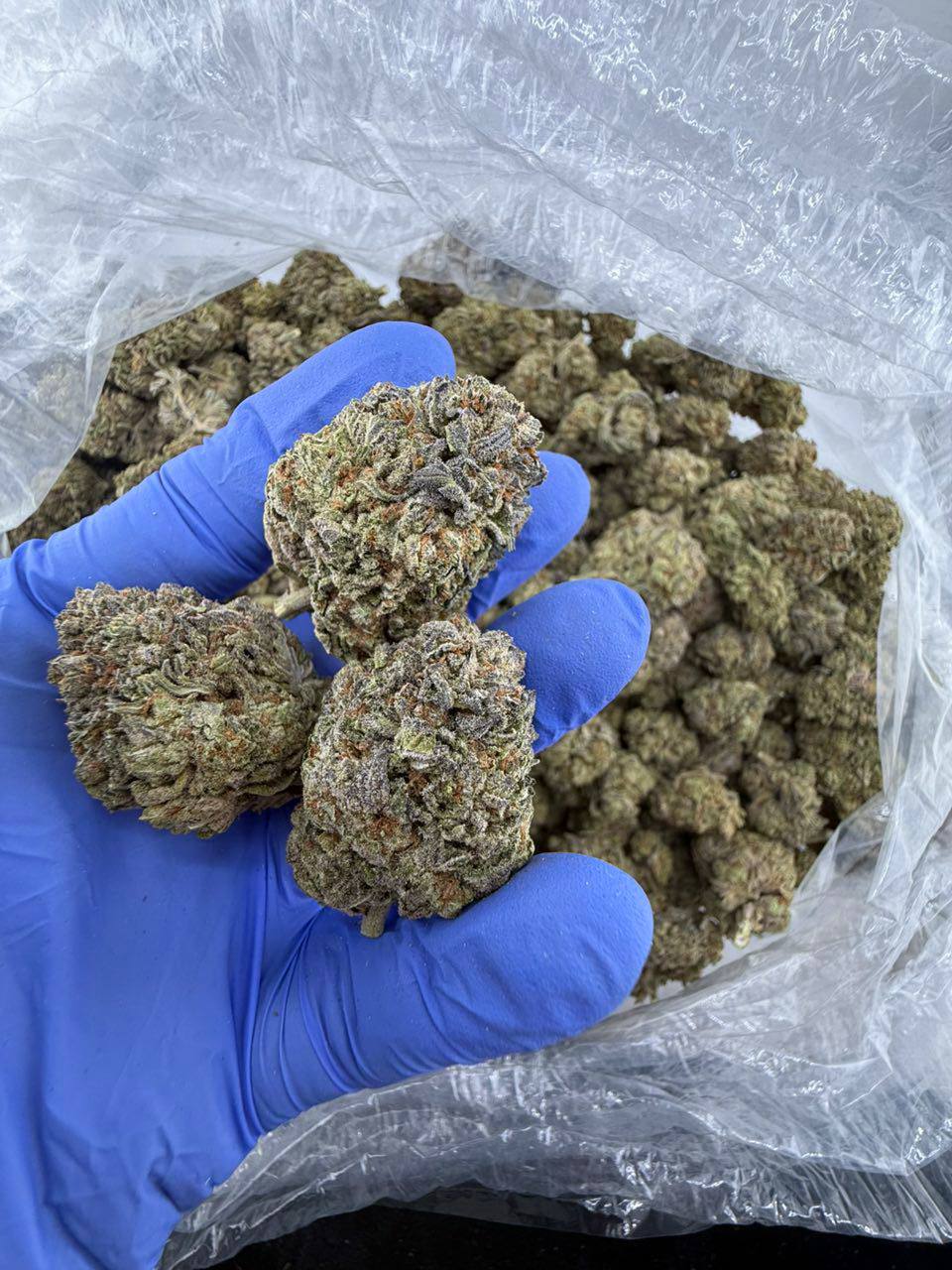 master kush master kush