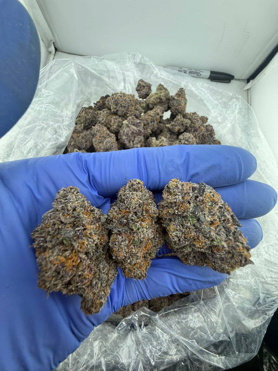 bodega candy strain bodega candy strain