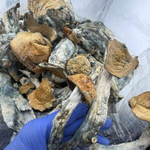 makilla gorillas mushroom
