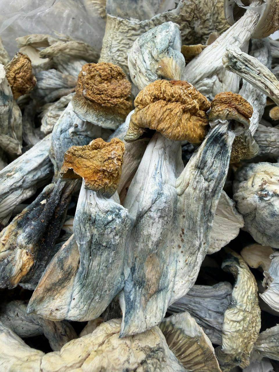 penis envy mushrooms penis envy mushrooms