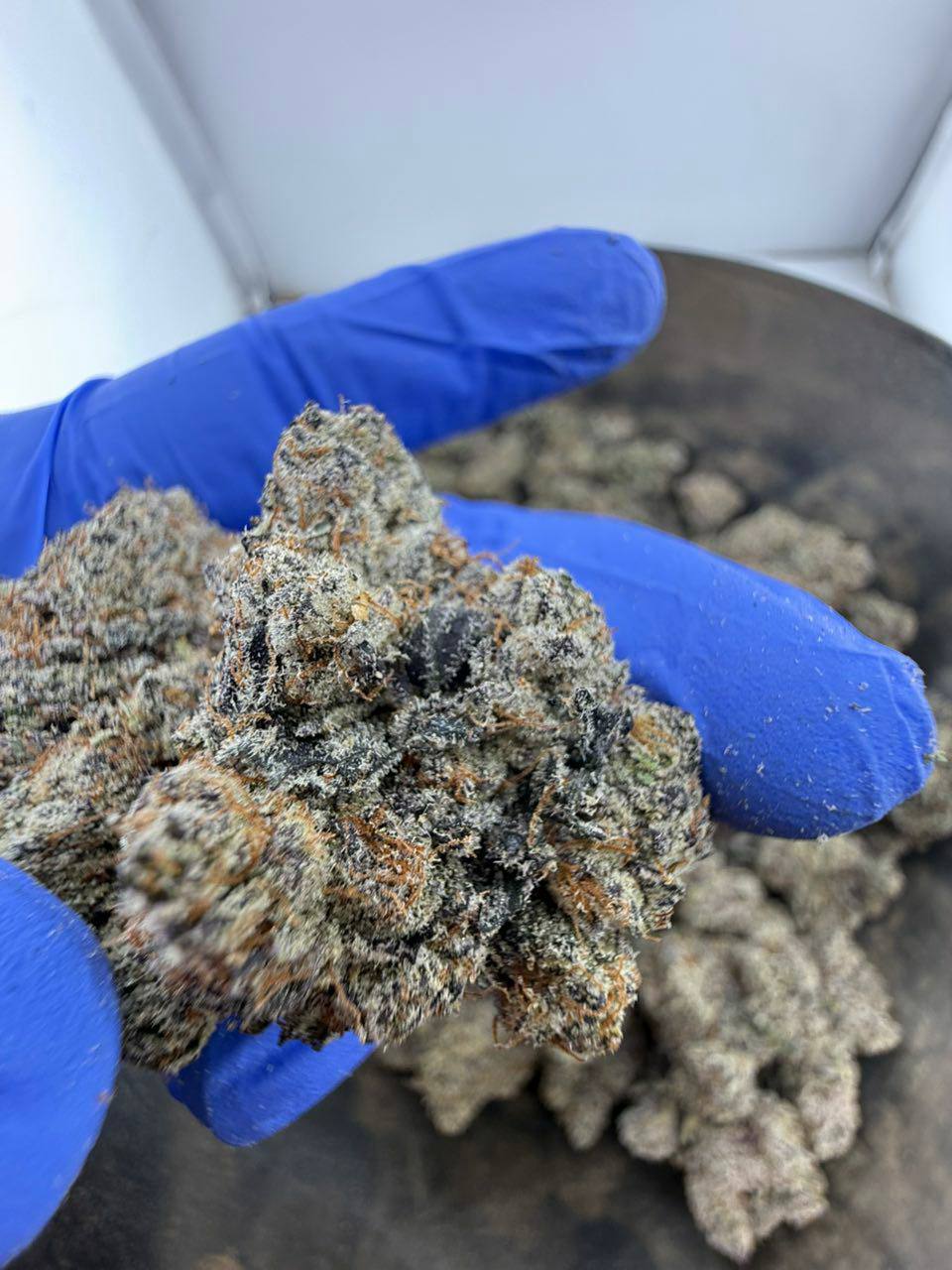 surray strain surray strain