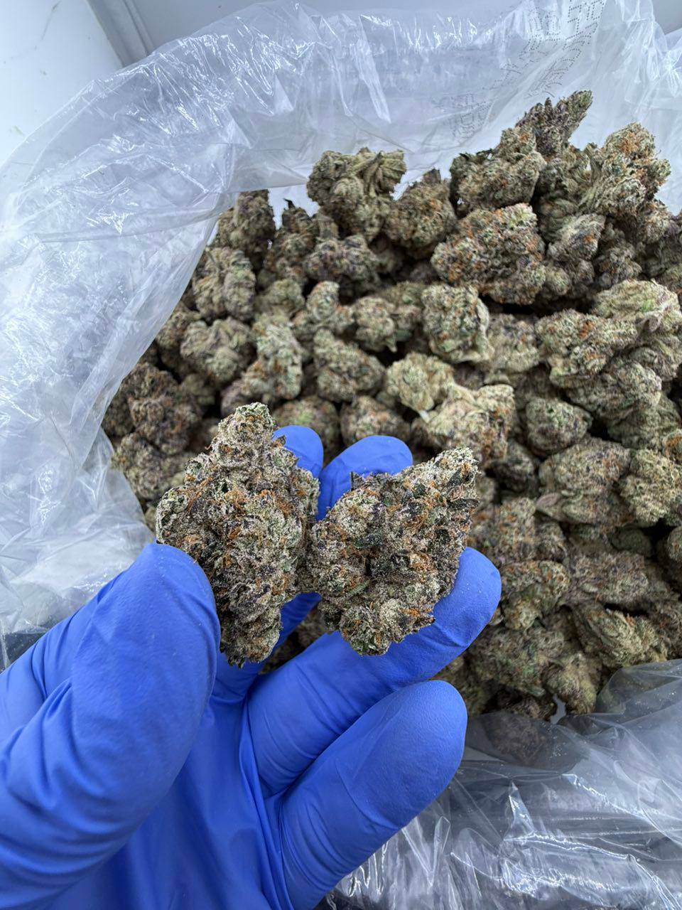 jolly rancher strain jolly rancher strain