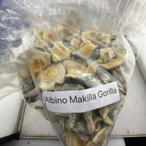 albino makilla gorilla