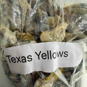texas yellows mushrooms