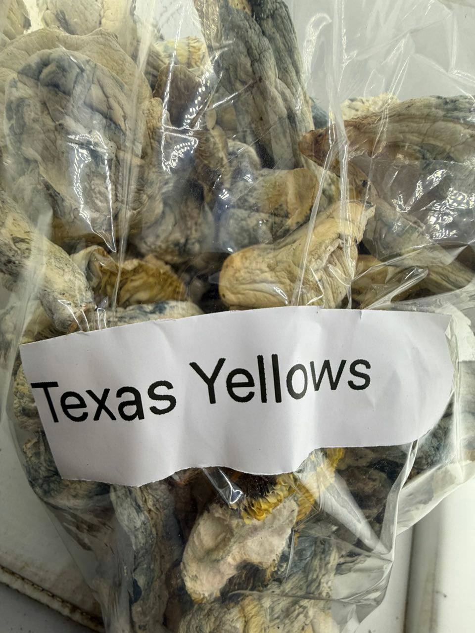 texas yellows mushrooms texas yellows mushrooms
