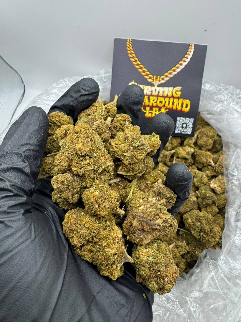sp110 strain sp110 strain