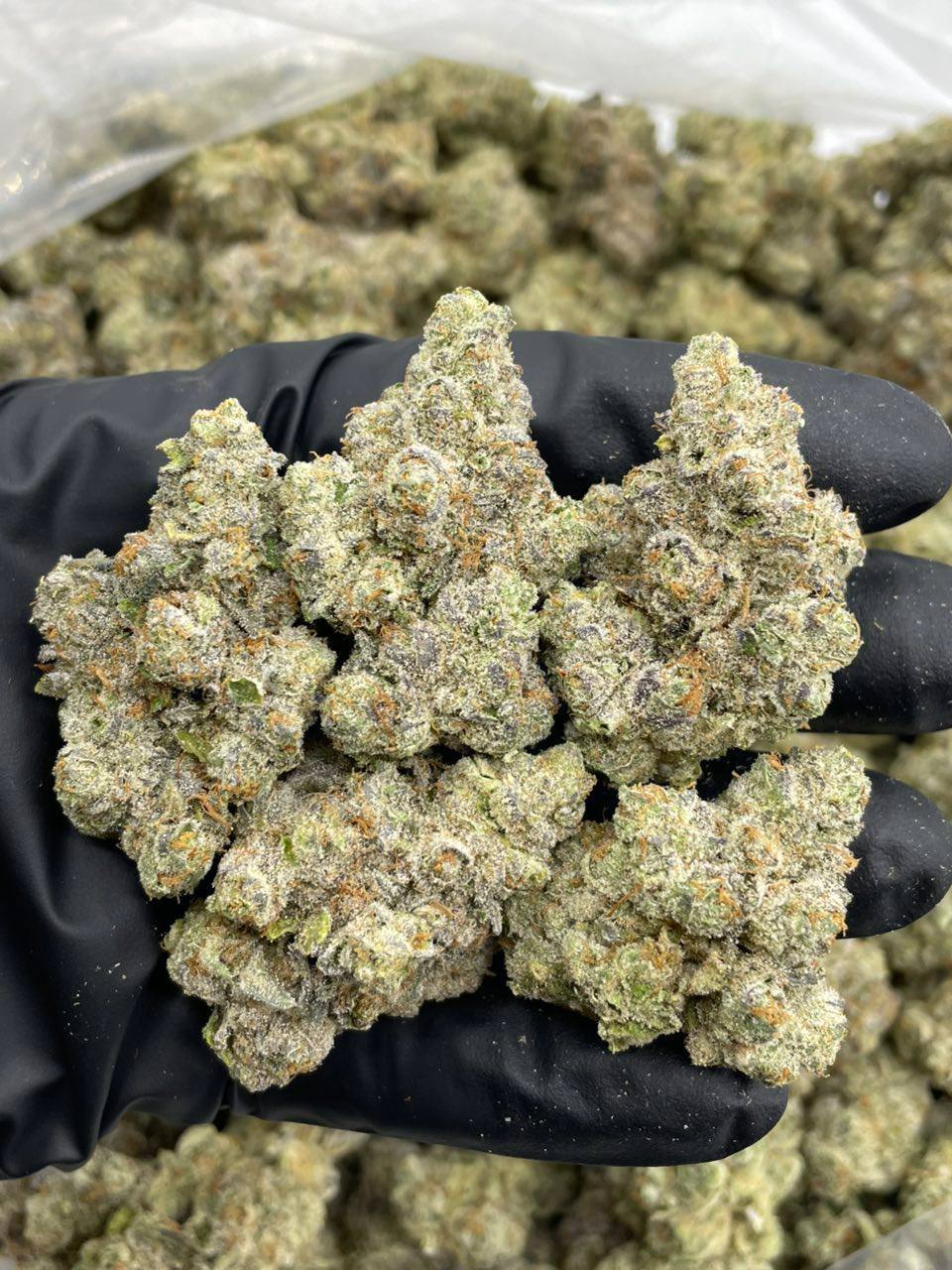 blue cream soda strain blue cream soda strain