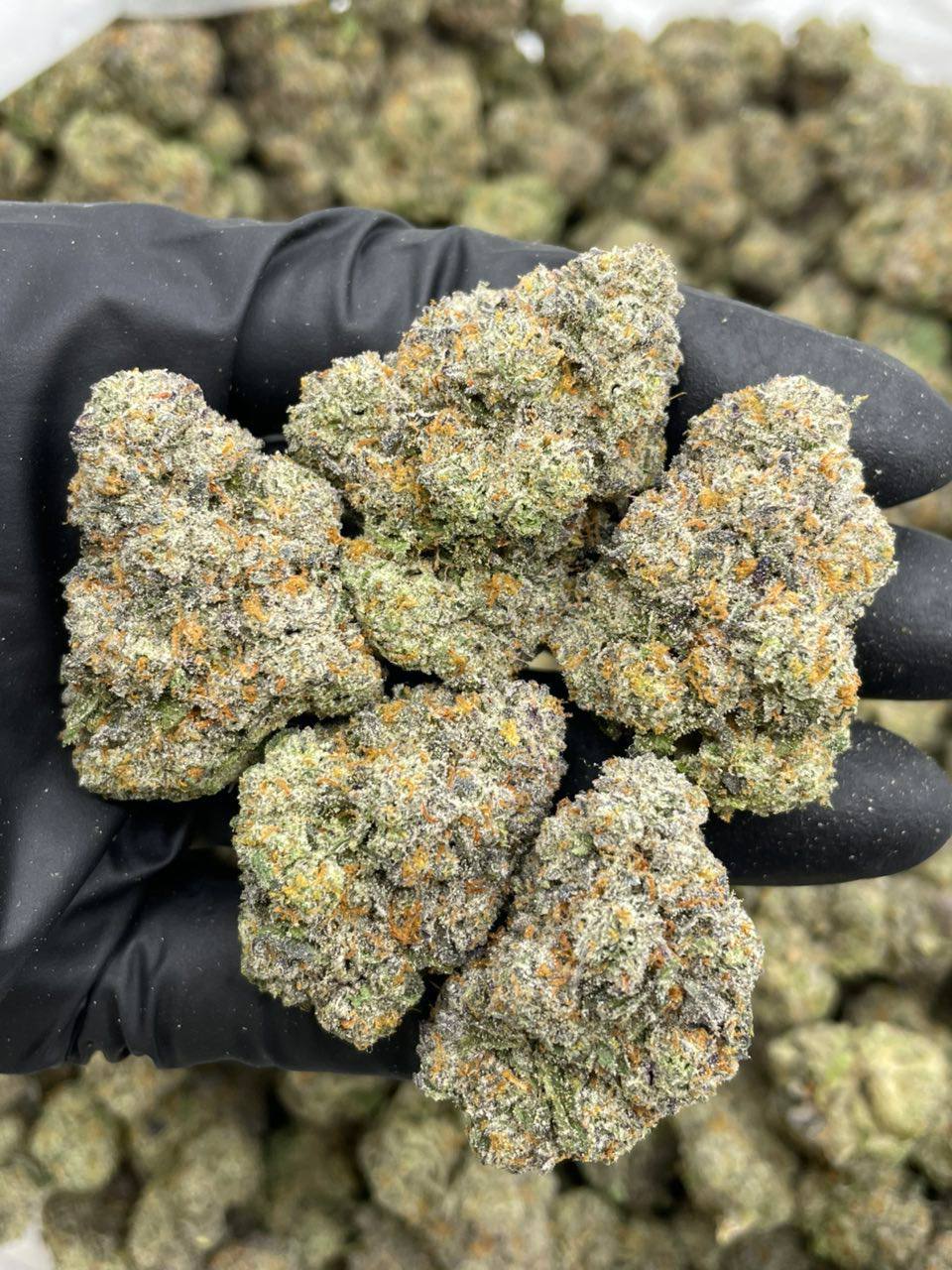 frosted flakes strain frosted flakes strain