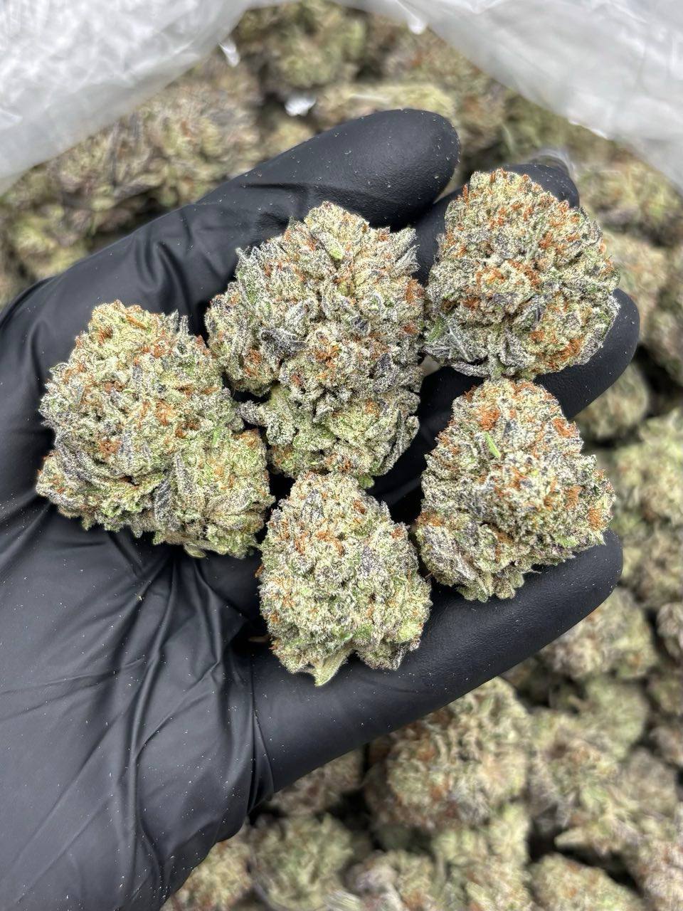 animal crackers strain animal crackers strain