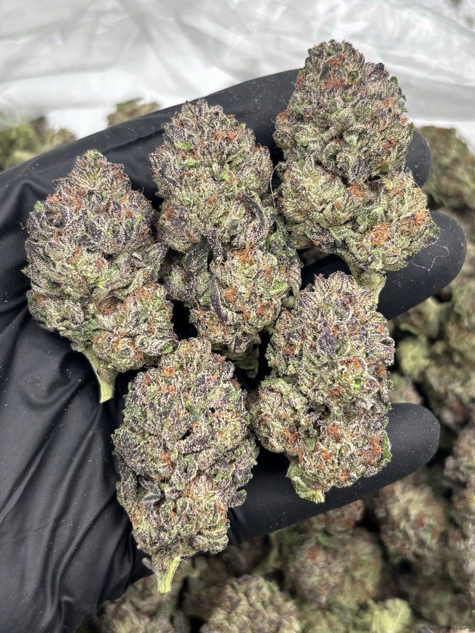cotton candy strain cotton candy strain