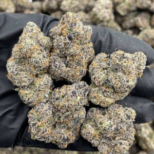 sour sake strain