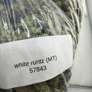 white runtz strain