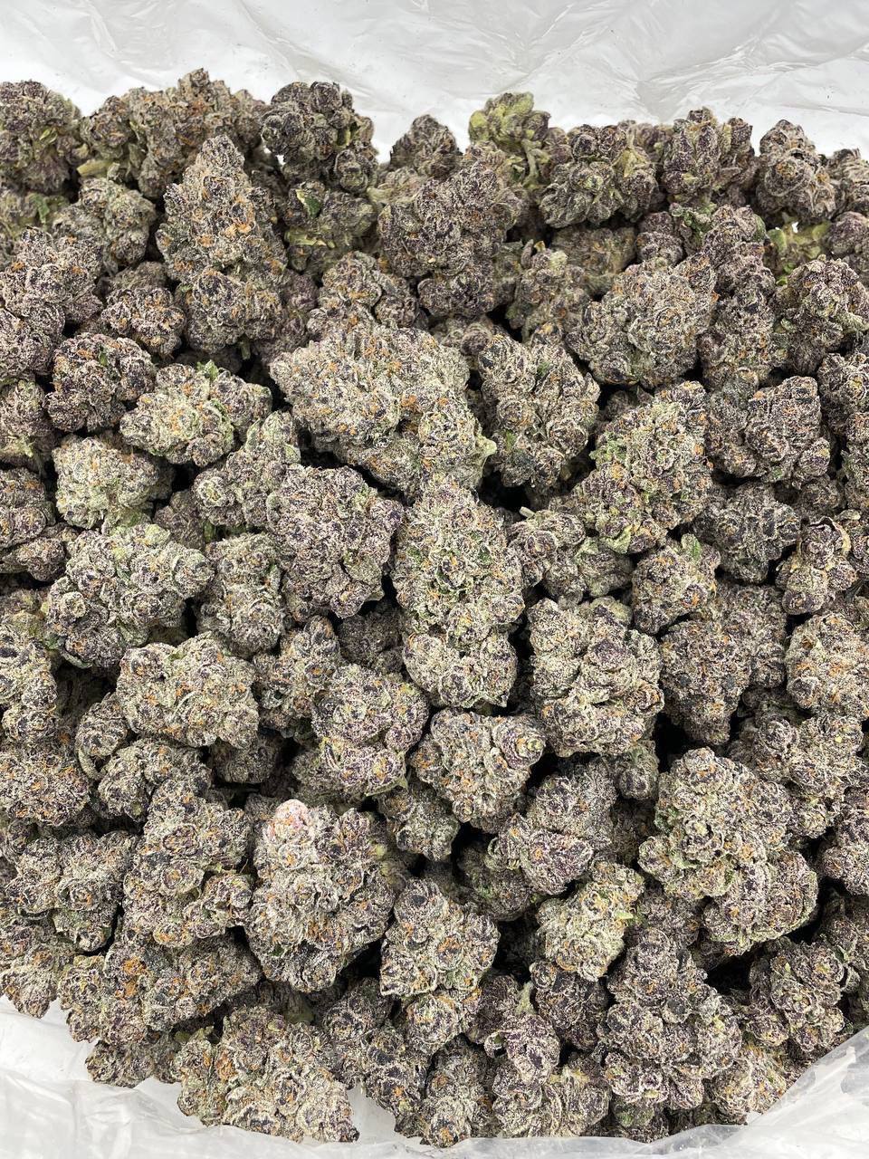 applescotti strain applescotti strain