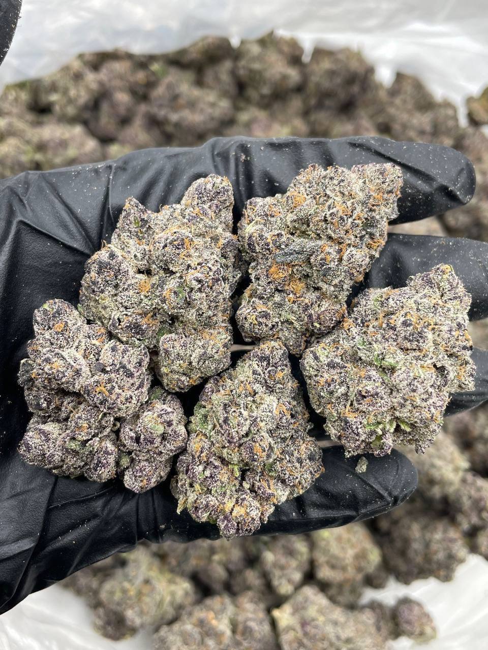 applescotti strain applescotti strain