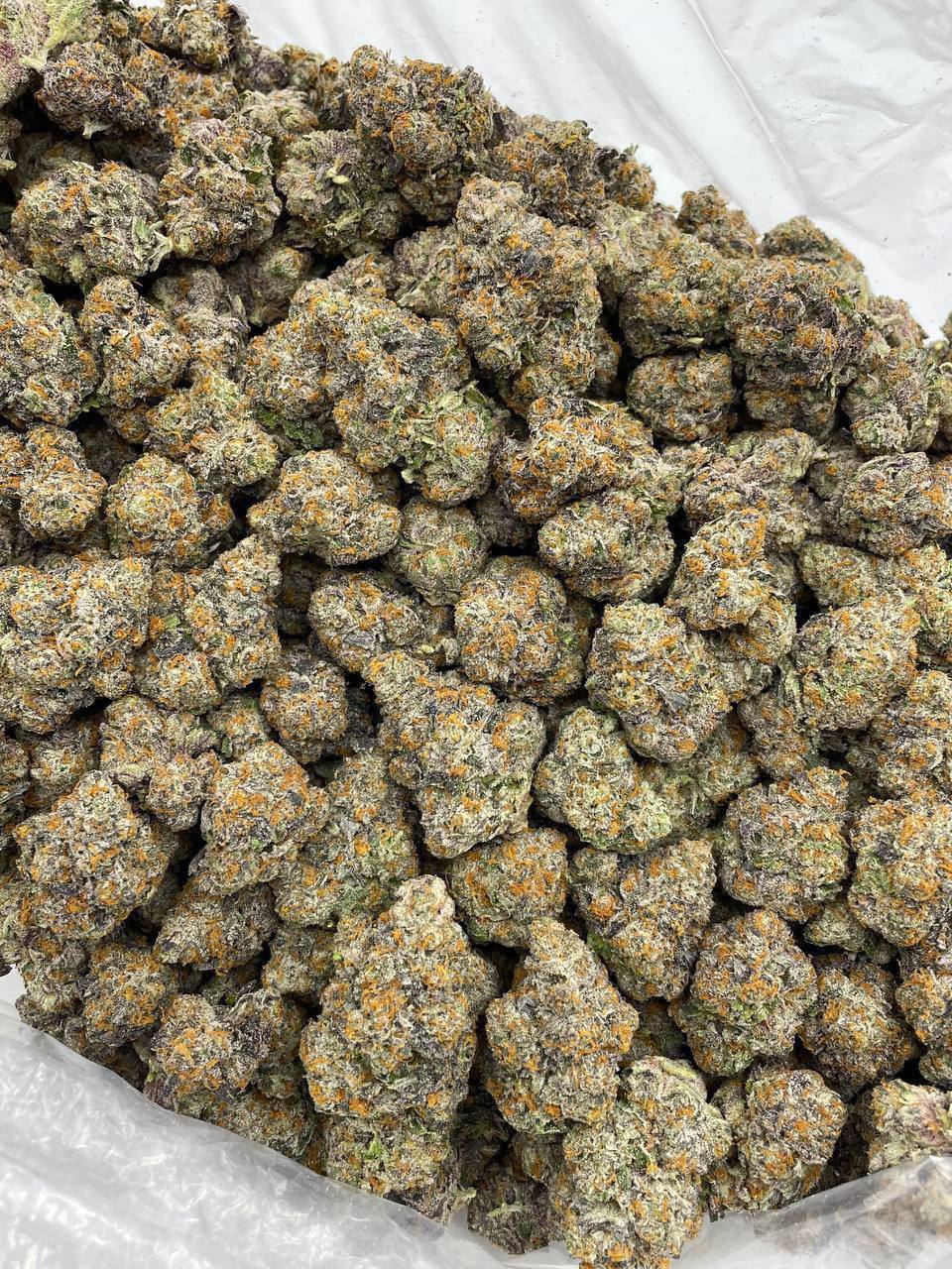 area 41 strain area 41 strain