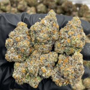 area 41 strain