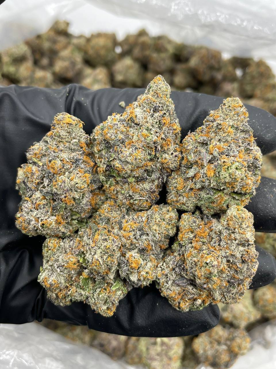 area 41 strain area 41 strain