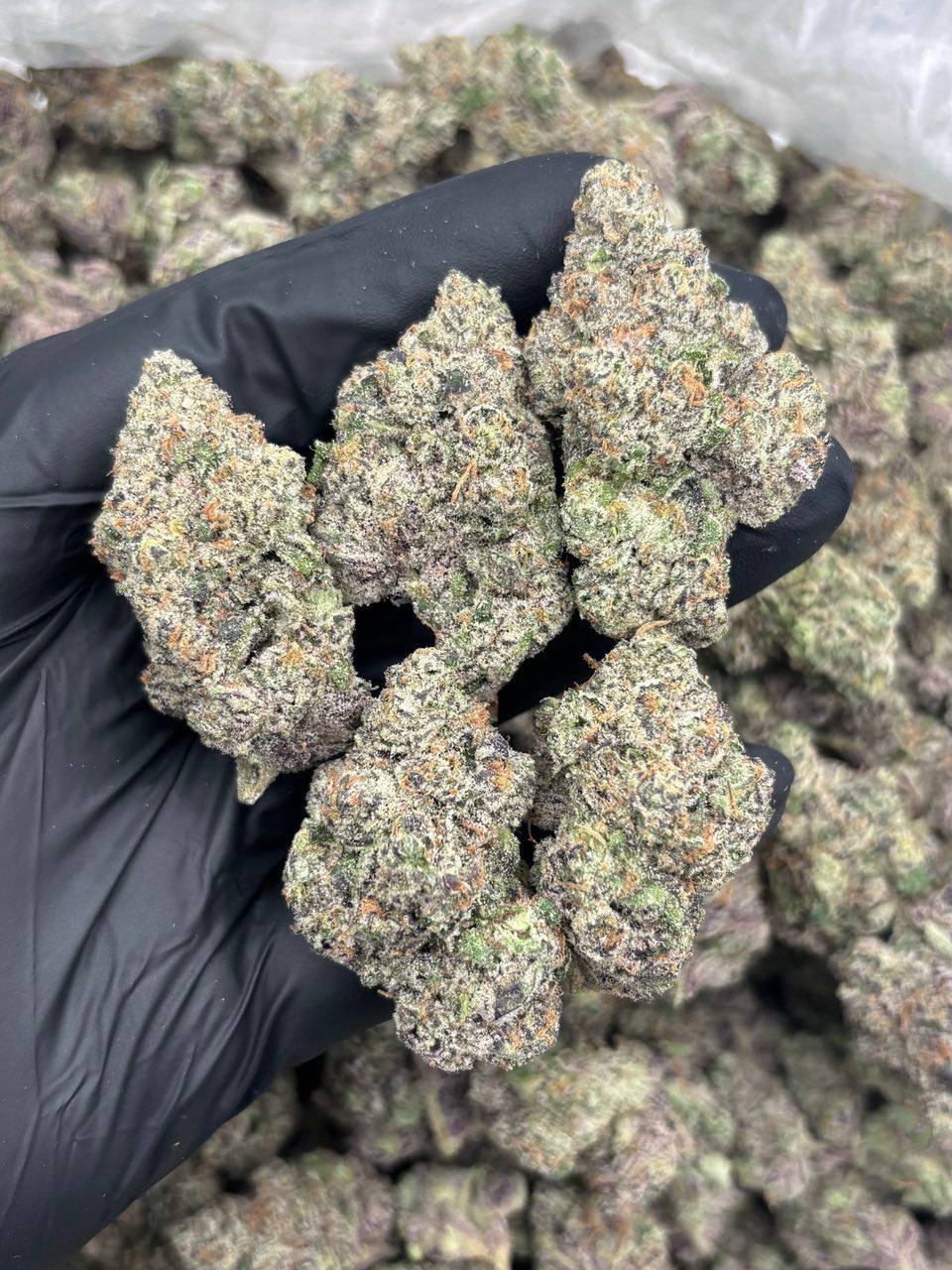 peach tree strain peach tree strain