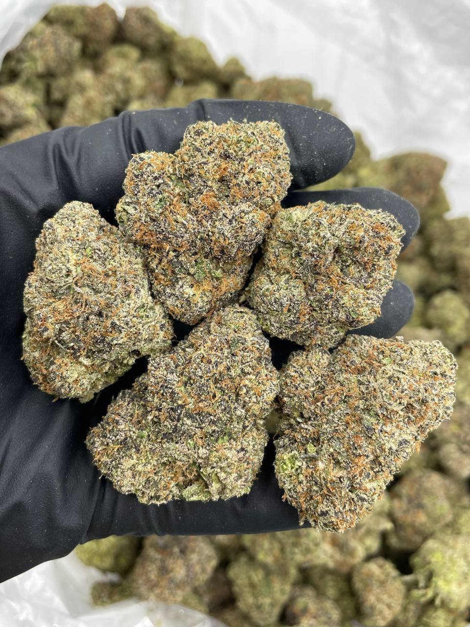 sour gumbo strain sour gumbo strain