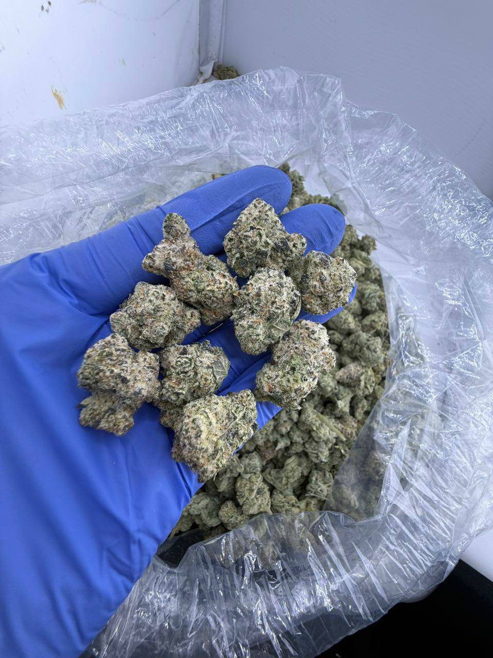 sunset sherbet strain sunset sherbet strain
