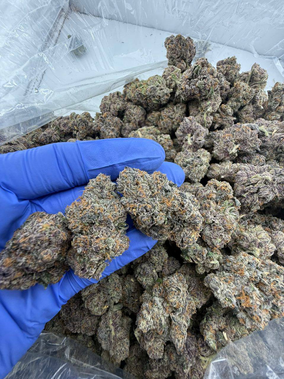 cherry taffy strain cherry taffy strain